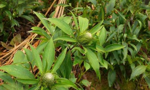 芦荟龙爪的正确吃法-芦荟芦荟的功效与作用,中国芦荟龙爪的作用与功效与作用网站